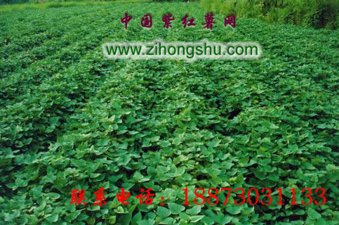 紫薯种植