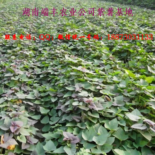 紫薯种植图片